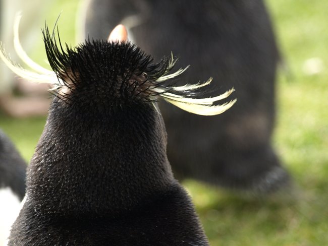 ../../Pictures/241209/018 Rockhopper.JPG